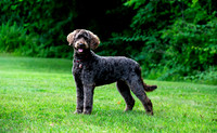 Gracie